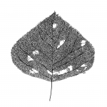 Populier blad Populier blad