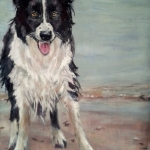 Border collie (1) Border collie (1)