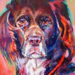 Hond Heidewachtel portret Hond Heidewachtel portret