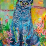 Grijze Britse korthaar kat Grijze Britse korthaar kat