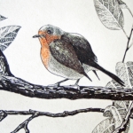 roodborst roodborst