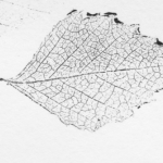 herbarium 7 herbarium 7