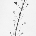herbarium 8 herbarium 8