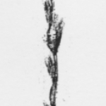 herbarium 11 herbarium 11