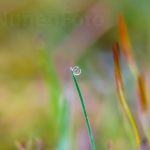 Macro Flora Macro Flora
