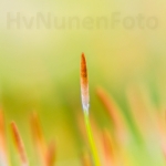 Macro Flora Macro Flora