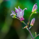 Macro Flora Macro Flora
