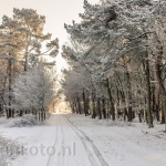 Natuurgebied Maashorst Natuurgebied Maashorst