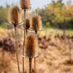 Natuurgebied Maashorst Natuurgebied Maashorst