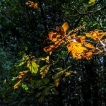 Natuurgebied Maashorst Natuurgebied Maashorst