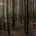 Natuurgebied Maashorst Natuurgebied Maashorst