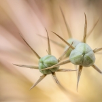 Macro Flora Macro Flora