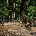 Natuurgebied Maashorst Natuurgebied Maashorst