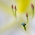 Macro Flora Macro Flora