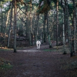 Loonse & Drunese duinen Loonse & Drunese duinen