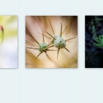Macro Flora UFO Macro Flora UFO