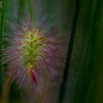 Macro Flora Macro Flora