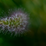 Macro Flora Macro Flora