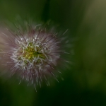 Macro Flora Macro Flora