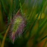 Macro Flora Macro Flora