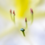 Macro Flora Macro Flora