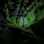Macro Flora Macro Flora