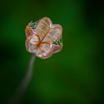 Macro Flora Macro Flora