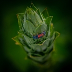Macro Flora Macro Flora