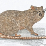 Ratje Ratje