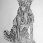 Labrador Labrador