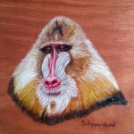 Mandril (achterzijde) Mandril (achterzijde)