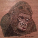 Gorilla Gorilla