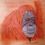 Orang oetan Orang oetan
