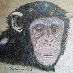 Chimpansee Chimpansee