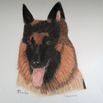 Macho( herdershond) Macho( herdershond)