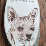 Chihuahua Chihuahua