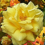 Gele roos Gele roos