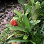 orchideehoeve orchideehoeve