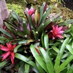 orchideehoeve orchideehoeve
