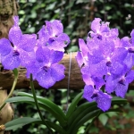 orchideehoeve orchideehoeve