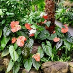 orchideehoeve orchideehoeve