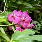 orchideehoeve orchideehoeve