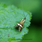 Langsprietmot (adela reaumurella) Langsprietmot (adela reaumurella)