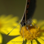 Kleine Vuurvlinder (Lycaena phlaeas) Kleine Vuurvlinder (Lycaena phlaeas)