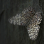 Hamadryas Guatemalena Hamadryas Guatemalena