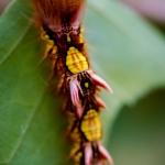 Rups ( Morpho menelaus ) Rups ( Morpho menelaus )