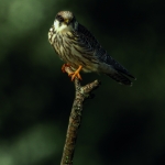 Roodpootvalk ( juveniel v ) Roodpootvalk ( juveniel v )