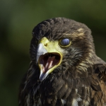 Woestijnbuizerd Woestijnbuizerd