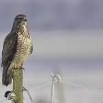 Buizerd Buizerd