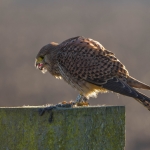 De torenvalk (Falco tinnunculus) De torenvalk (Falco tinnunculus)